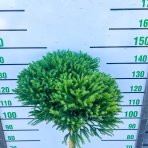 Kryptoméria japonská (Cryptomeria japonica) 'GLOBOSA NANA' - výška 90-100 cm, obvod kmeňa 2/4 cm kont. C15L - NA KMIENKU